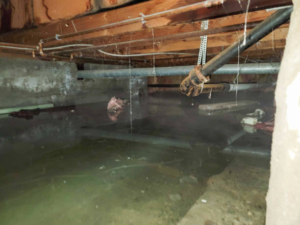 Best Flood damage cleanup  in Johnsonburg, PA